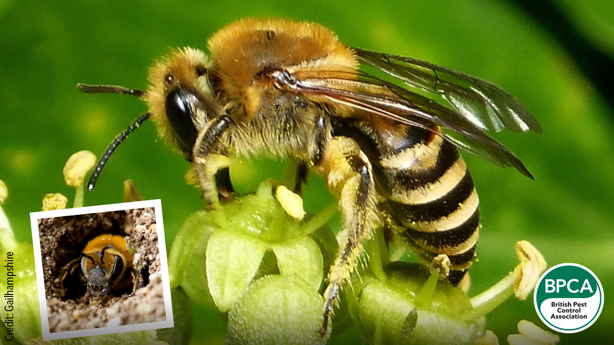 Ivy bee Colletes hederae identification in the UK Ivy bee Colletes hederae identification in the UK